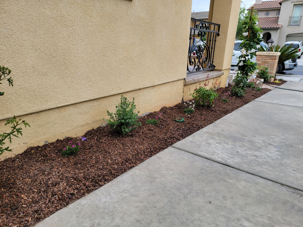 Design ideas for a medium sized traditional front xeriscape full sun garden for spring in San Diego with a flowerbed and mulch.