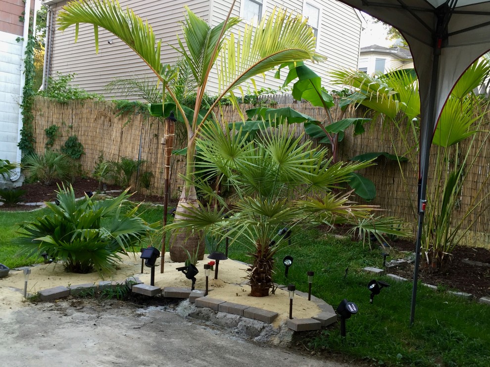 Palm Trees in New England?