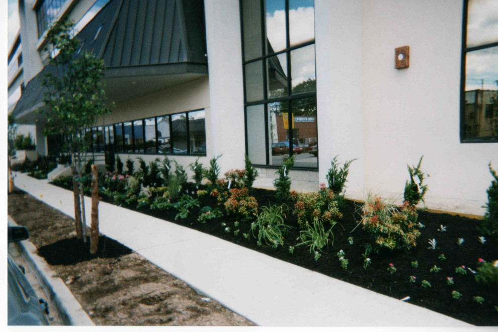 Commercial landscape planting