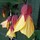 linda_dauber