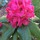 Last commented by m4sgrenHort Zone 4 Northern IL