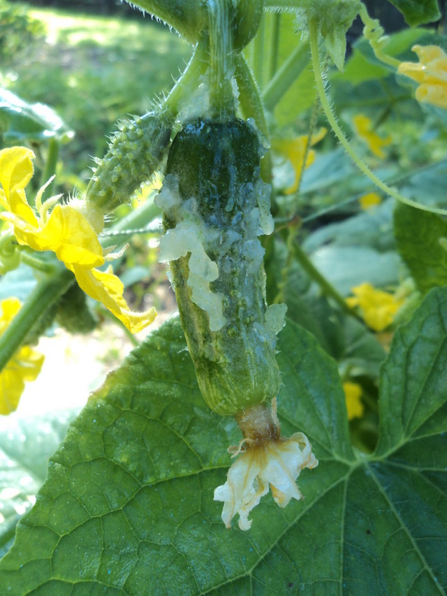 White Stuff On Cucumber Leaves at Steve Freeman blog