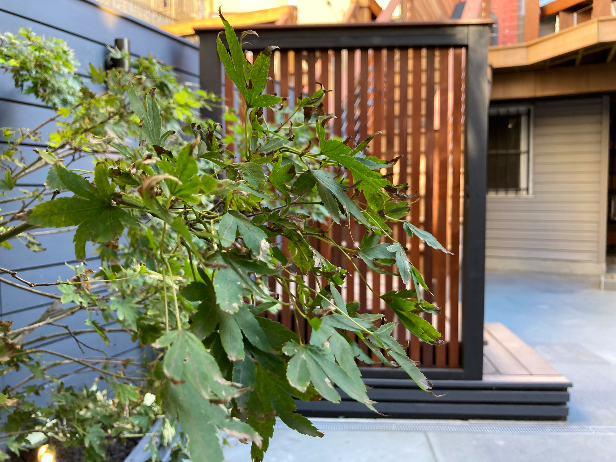 Angled Rowhouse Backtard Redesign