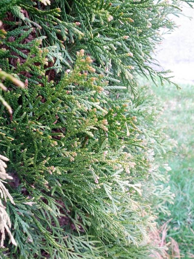 Yellowing Emerald Green Arborvitaes in spring
