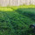 Whangarei Lawn Mowing Services