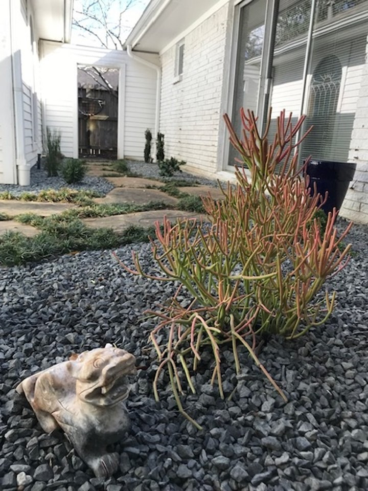 Meyerland Zen garden with deck