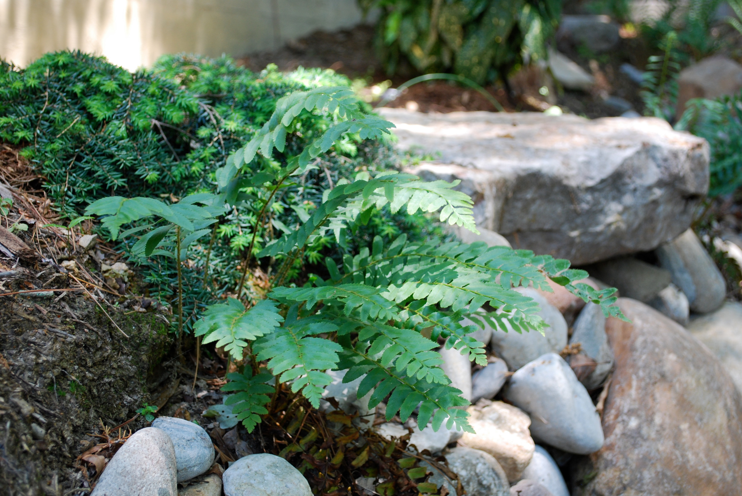 Christmas fern at the edge of a dry creek bed.