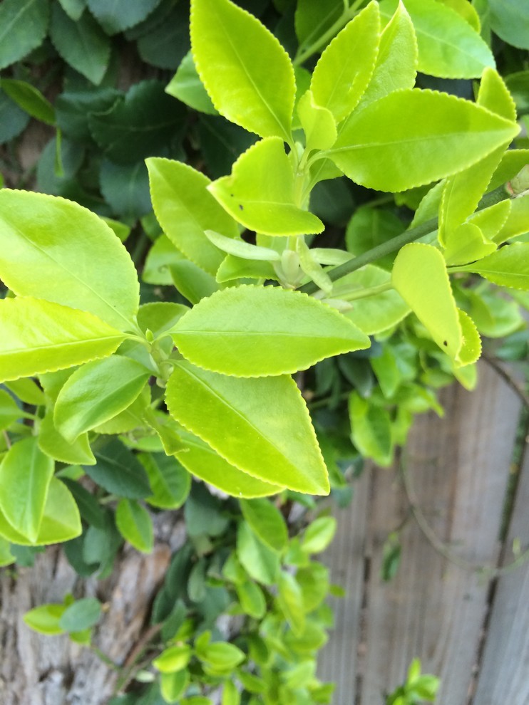 Help identifying vine on a tree