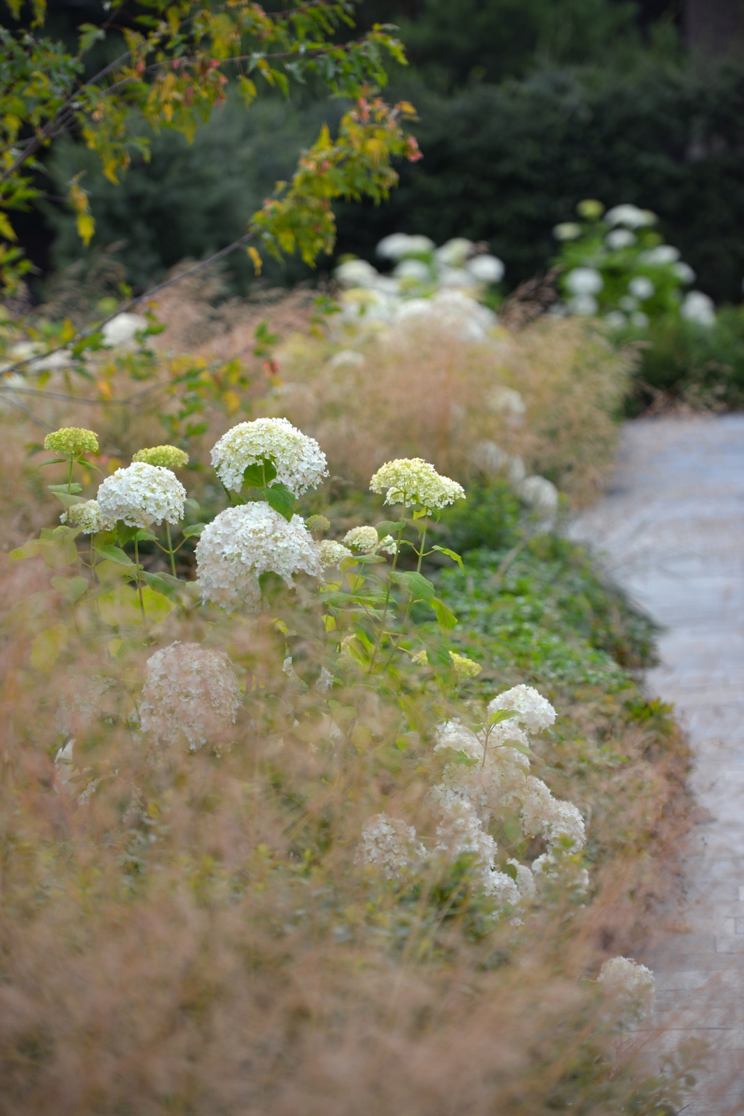 Злаковый сад