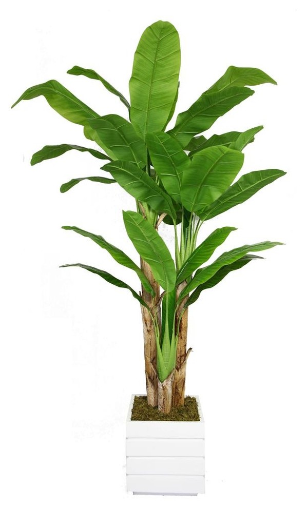 78 in. Banana Tree with Real Touch Leaves Fiberstone Planter