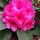 nanette_mecham