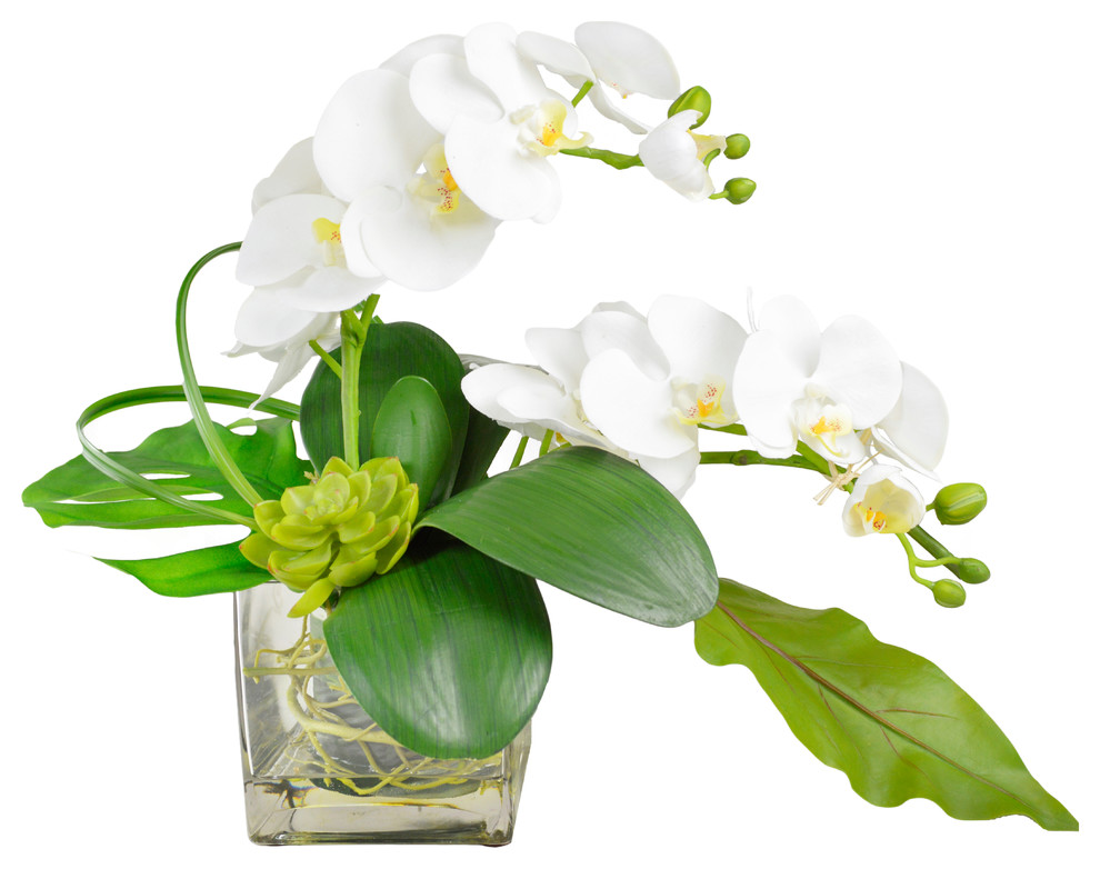 Phalaenopsis Orchid Arrangement in Vase