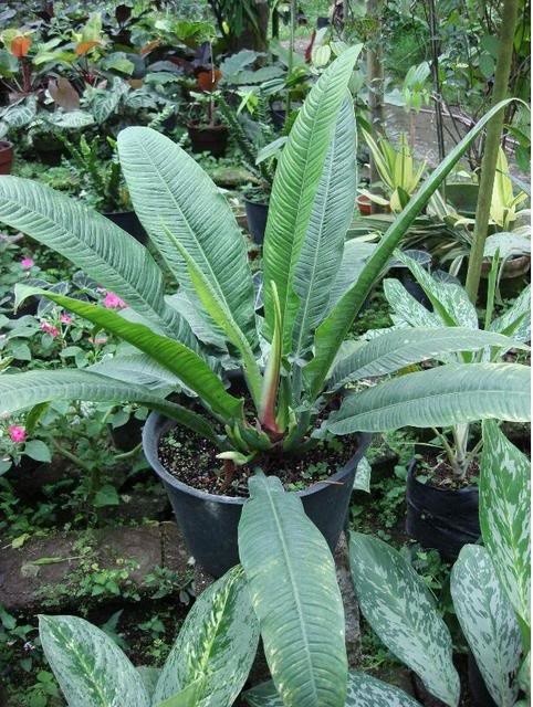 My mother's quest for Anthurium 'Rennaisance'... | Houzz Forum