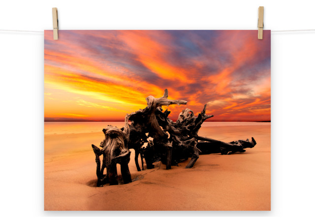 Horizontal Coastal Wall Art: Driftwood Sunrise Boneyard Beach, 16" X 20"