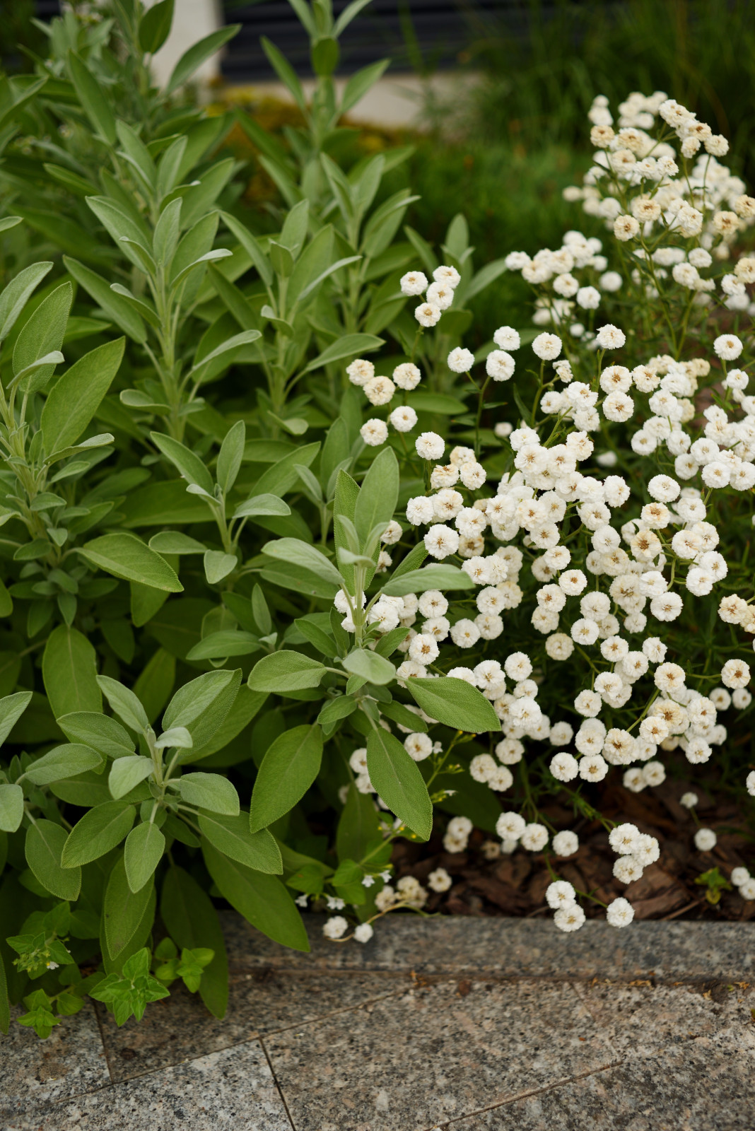 Сад с видом на Волгу