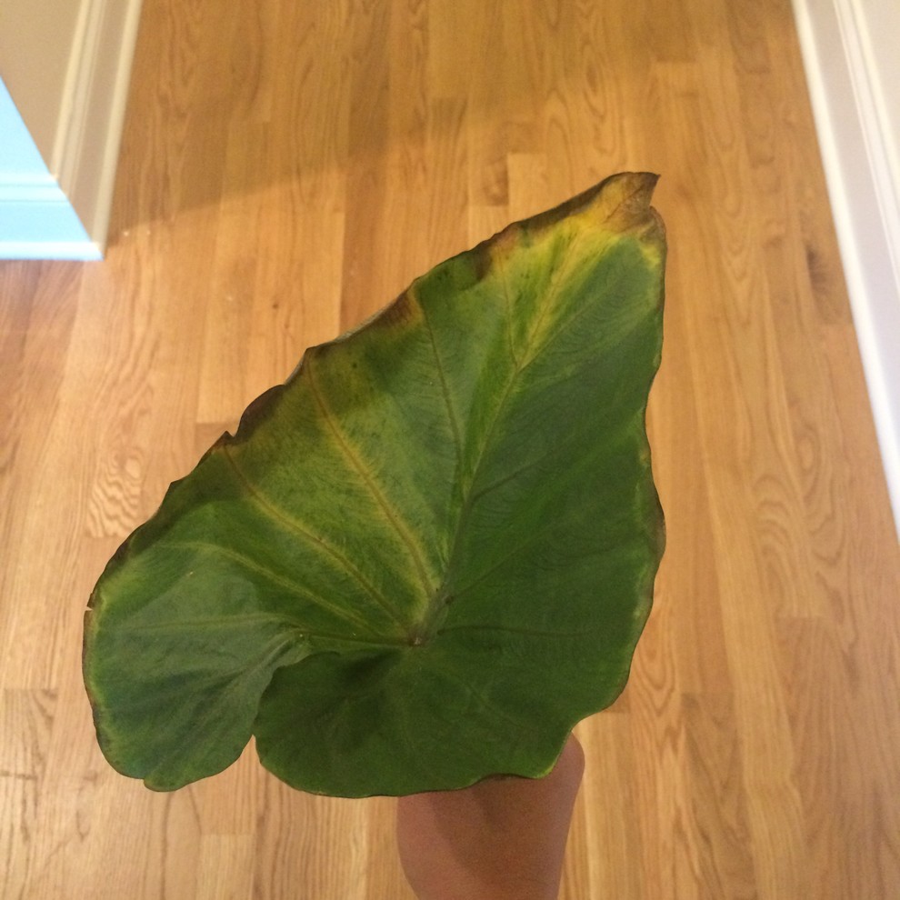 Coffee Cups plant care | Houzz Forum
