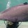 marina_esterlis