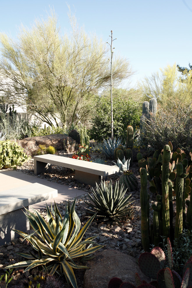 Design ideas for an expansive modern backyard xeriscape for spring in Phoenix with a garden path.