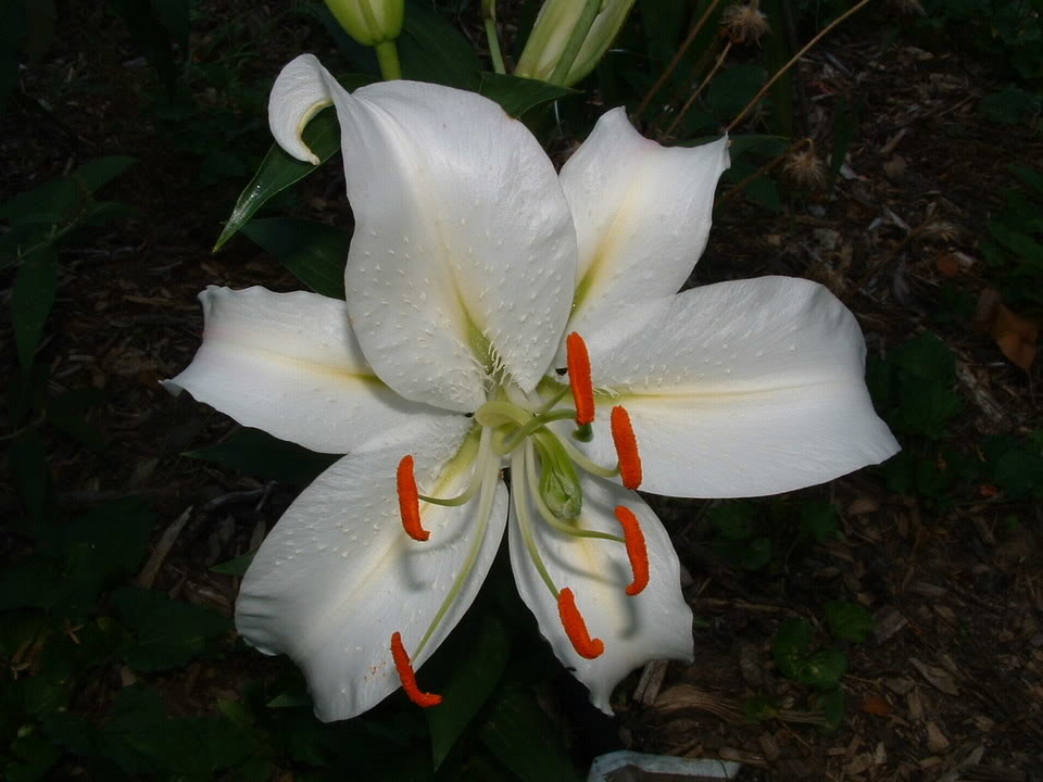 I bought some Walmart bulbs