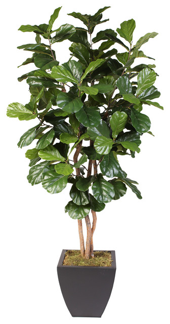 Artificial Fiddle Leaf Tree In Metal Pot Contemporary Artificial Plants And Trees By Jenny Silks Houzz