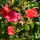 connie_hoye