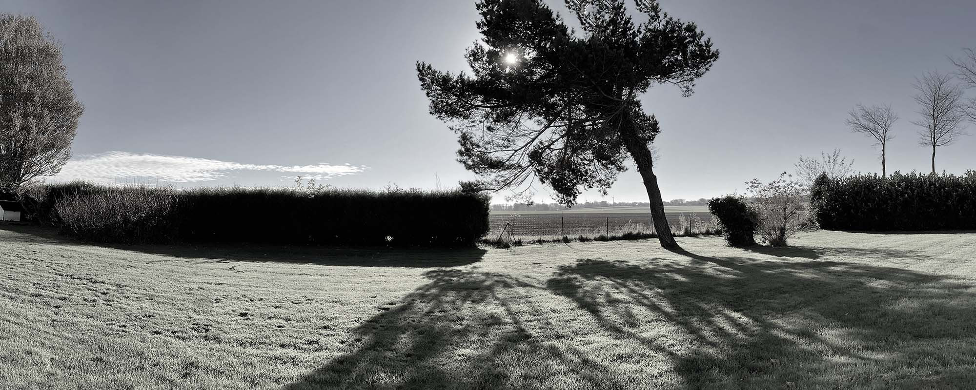 AVANT - Une haie sombre qui cachait le paysage