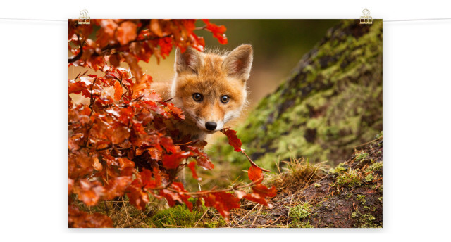 Baby Red Fox Face and Autumn Leaves Animal Wildlife Photo Loose Wall Art Print, 24" X 36"