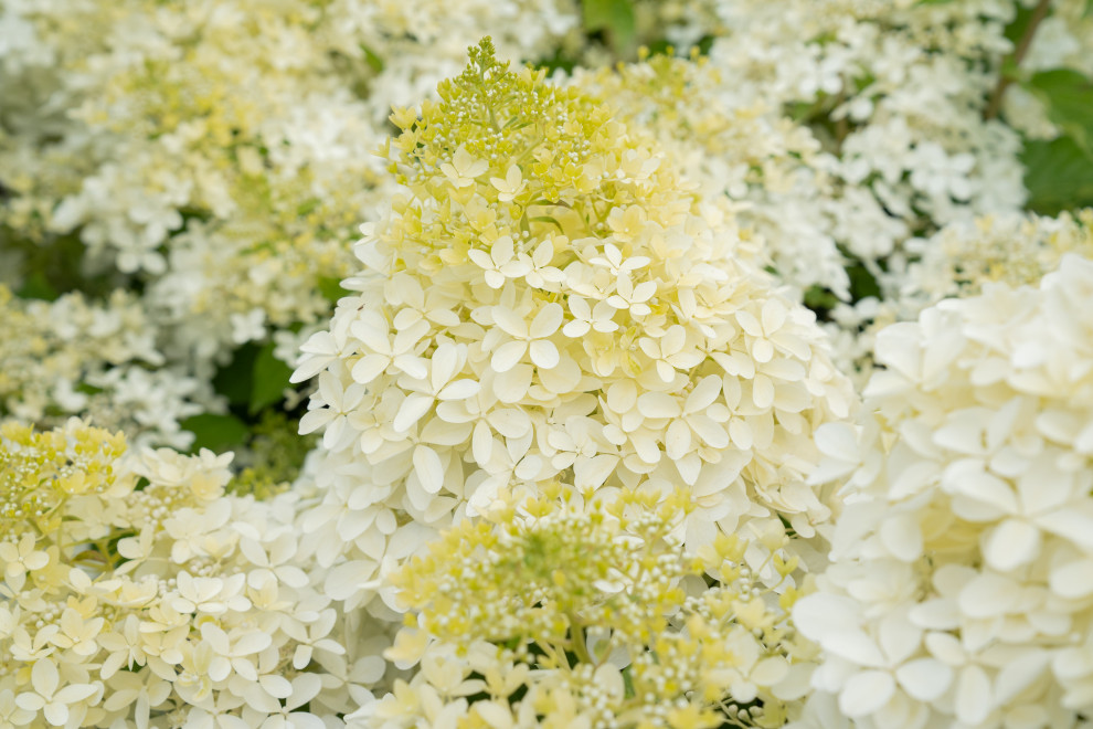 Гортензии для сада премиум-класса