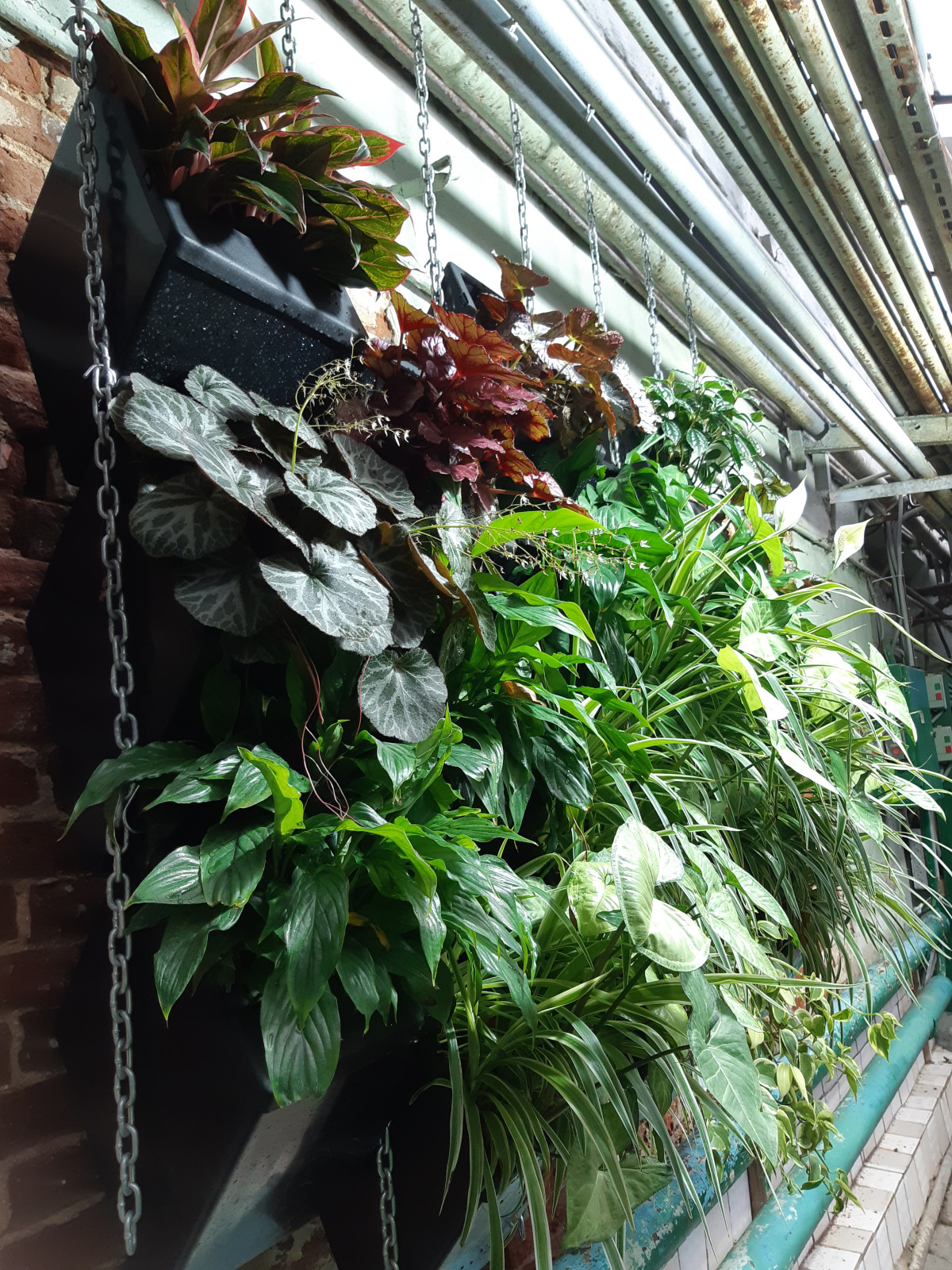 Создание фитостен