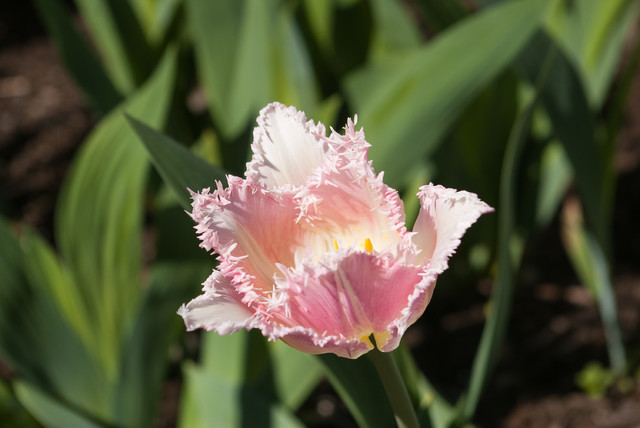 Fletcher Steele Revitalized klassisch-garten