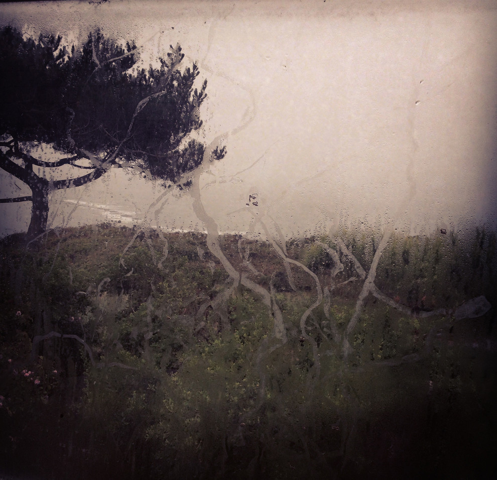 Tree Scape - a coastal meadow, a morning mist, 10 X 10