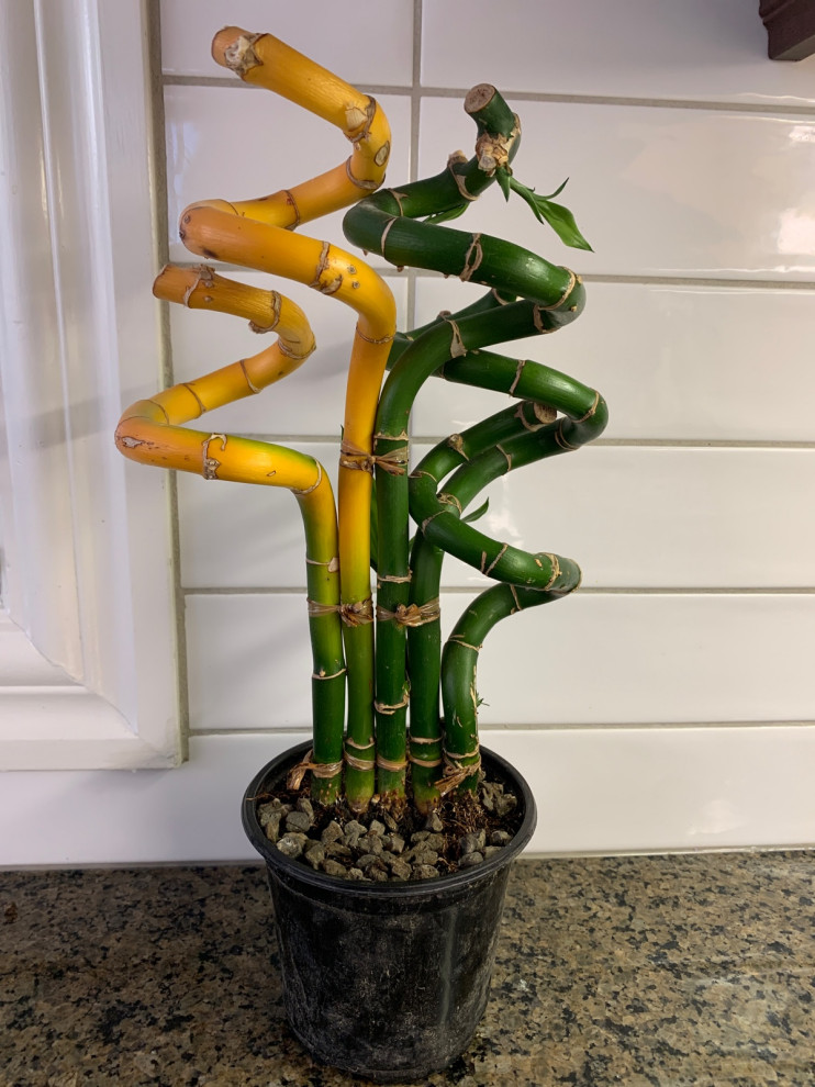 Please Help! My Bamboo Plant is Turning Yellow
