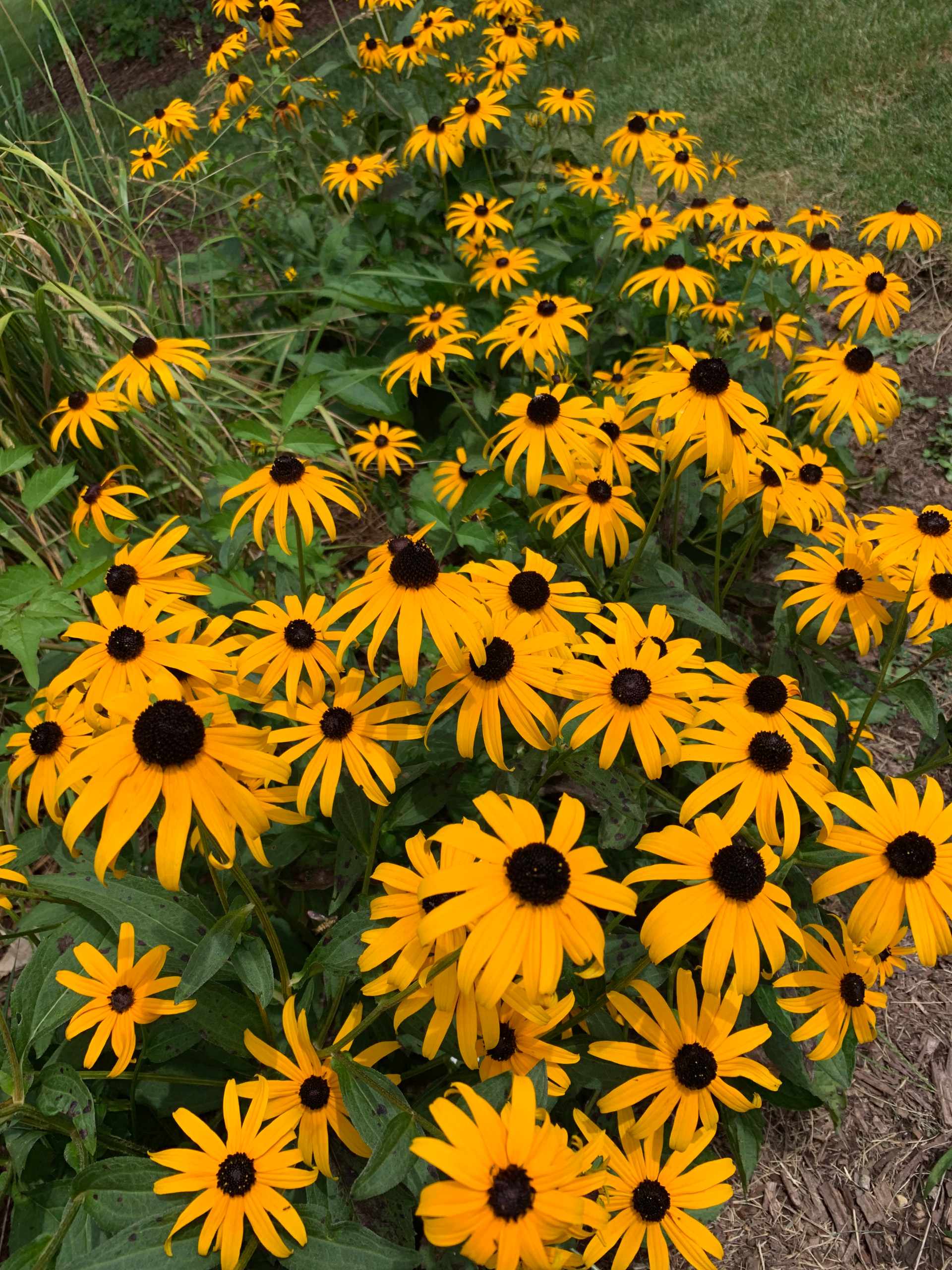 Black Eyed Susan