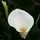 lori_green3266