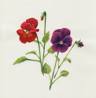 Violas Original By Susan Mcbaine