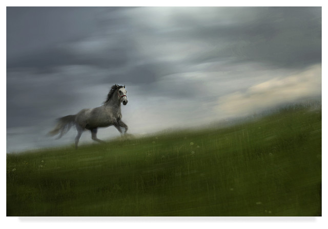 Milan Malovrh Alone White Horse Canvas Art Contemporary Prints And Posters By Trademark Global