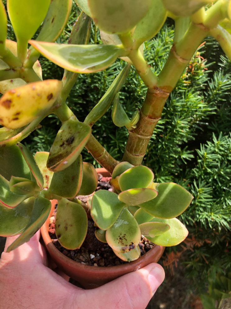 Fungus or sunburn on Jade | Houzz Forum