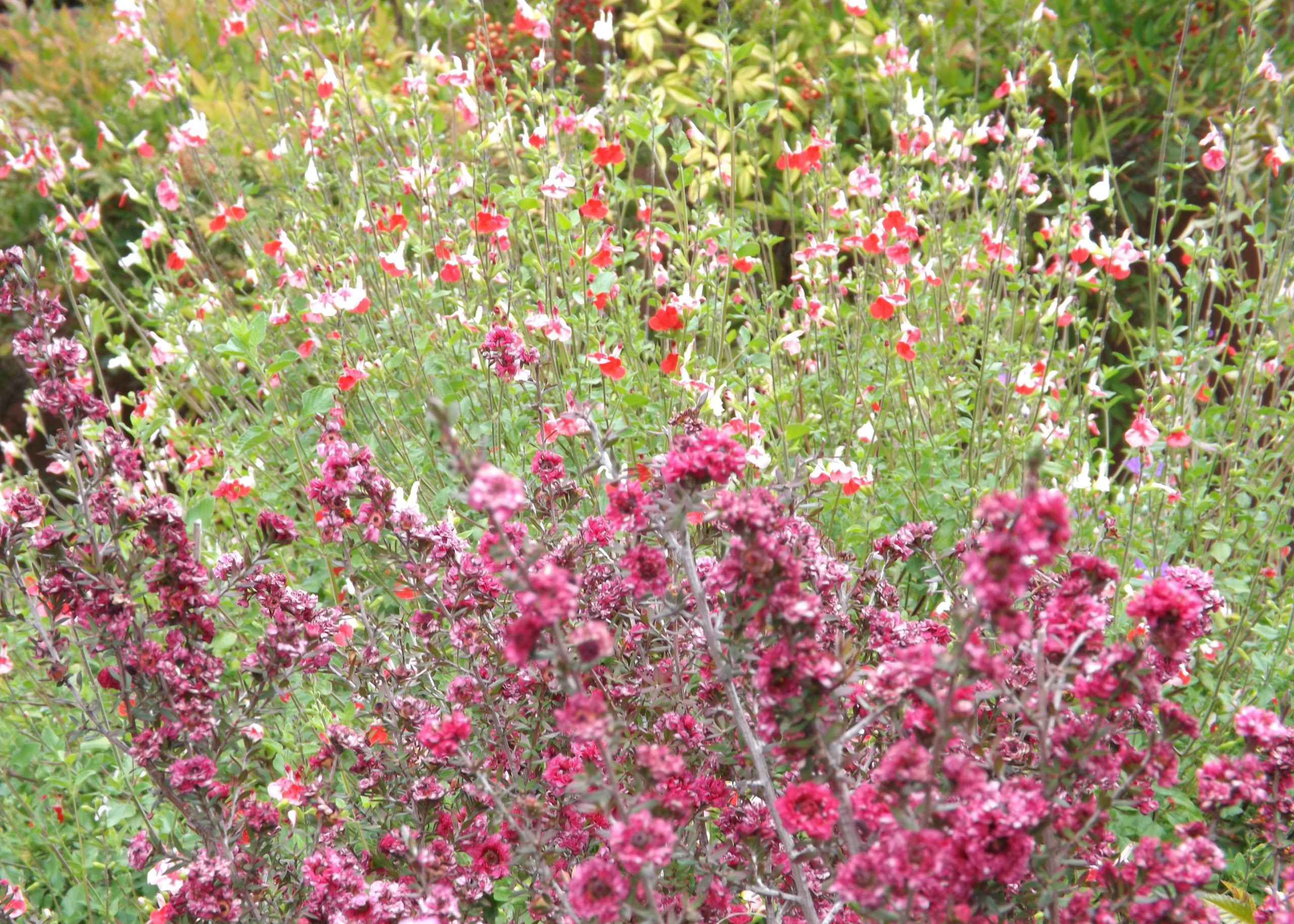 Low water butterfly garden