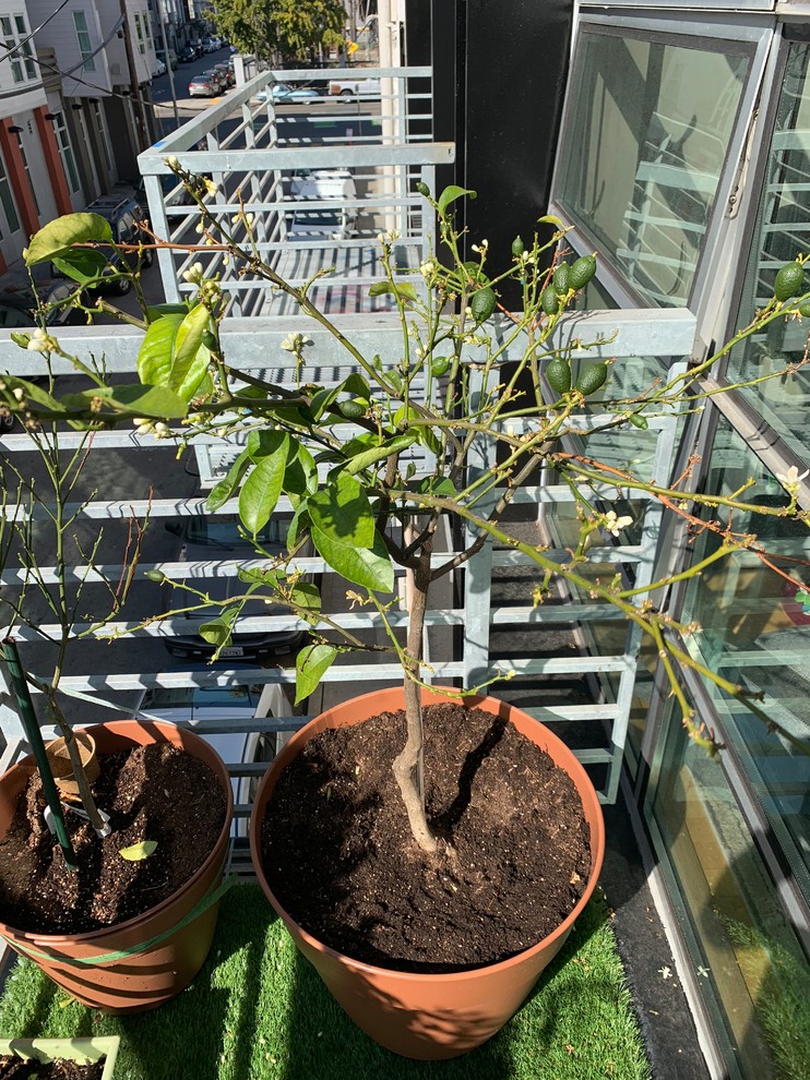 Healthy lime tree shedding leaves!