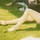 johanna_silentio