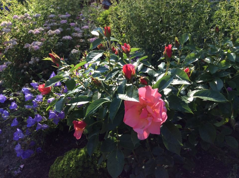 САДИК НА ЛАДОШКЕ (АЛЕНЬКИЙ ЦВЕТОЧЕК)