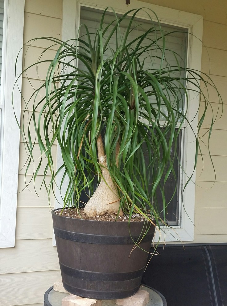 snake plant zeylanica Sansevieria Zeylanica  Tula House
