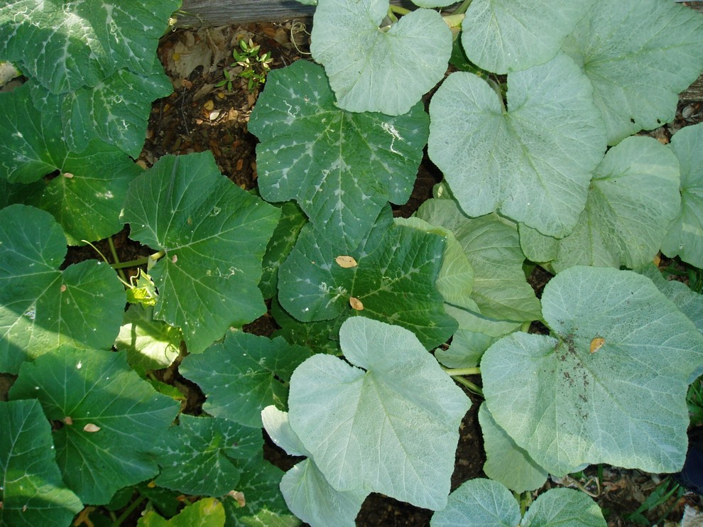 white squash leaves?