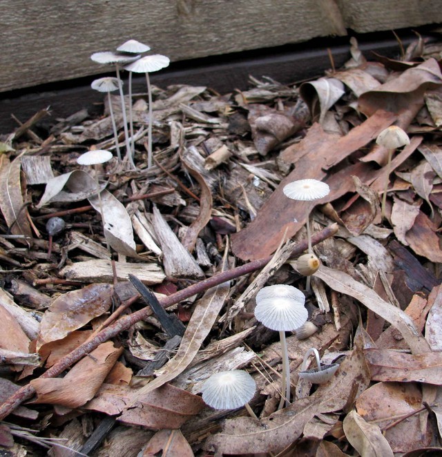 Small Mycena mushroom growing on a log Shower Curtain