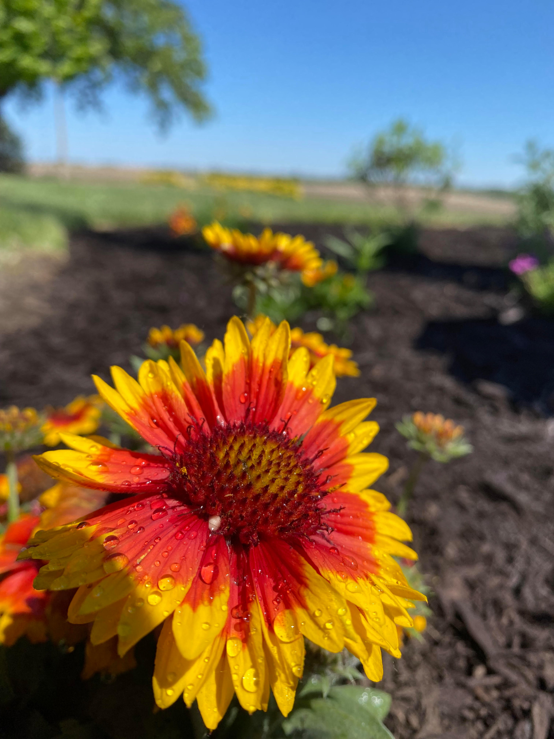 Butterfly Garden
