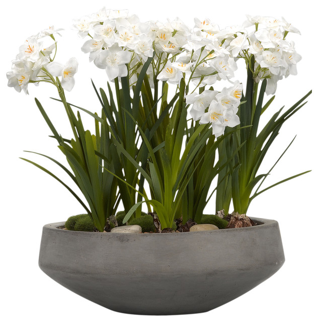 Paper White Bulbs in Concrete Bowl