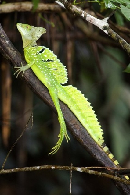 Close-Up Of A Plumed Basilisk, Basiliscus Plumifrons Costa Rica Print ...