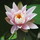 webuser_96613263038