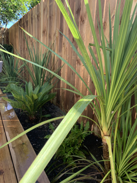 Cl&ocirc;ture bois avec plantation mediterranean-garden