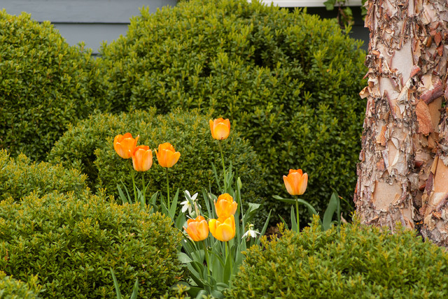 Spring Bulbs garten